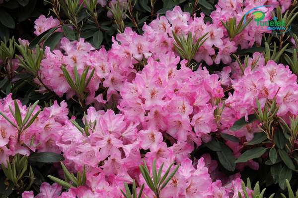 Rhododendron Ulrike Jost